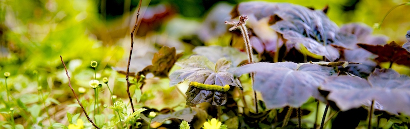 ユニバーサル スタジオ ジャパン Usj の 巨大玉ねぎ丸ごと1個使ったオニオンブロッサムを食べてみた あやこ記録する