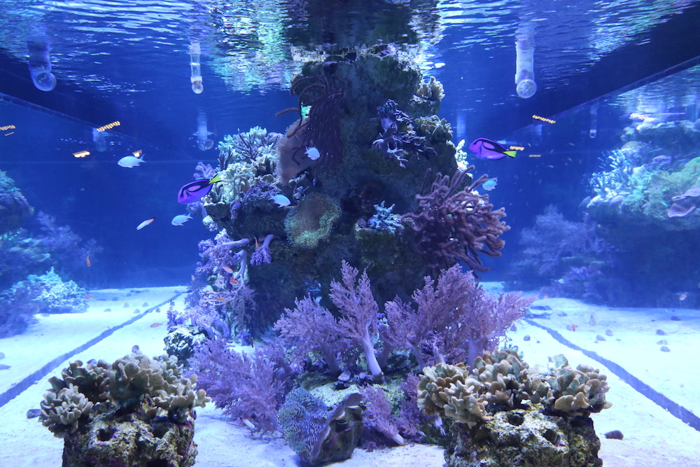 すみだ水族館はアクアリウムであり美術館 アロマに満たされた癒しの空間は 年パスを買って読書しに行きたい場所 あやこ記録する