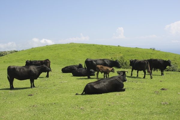 放牧環境の中、草を食べて育つ牛が牧草牛（グラスフェッドビーフ）。穀物を食べて育つのがグレインフェッドビーフ（国産や多くの国ではこっちが中心）